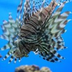 Jasmhine Diamante Flores