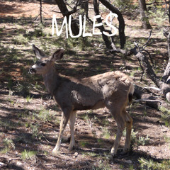 Mules Music