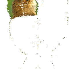 Abdullah Alnikle