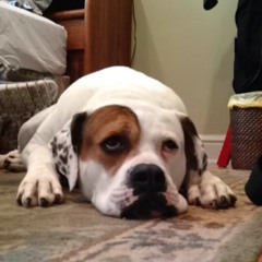 cacapushy Productions