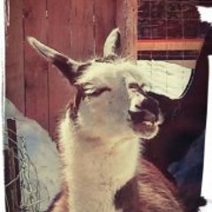 Jean Alexandre Lefebvre