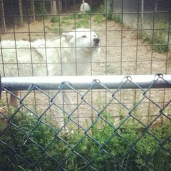 Random daydreaming songs~!