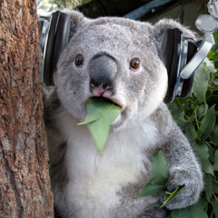 dumb-koala