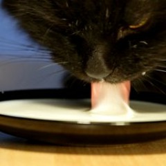 Cat Got Cream