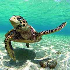 Charlotte Lamoureux 1