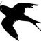 BIRD CALL
