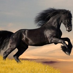 Yasser Tarabay 1