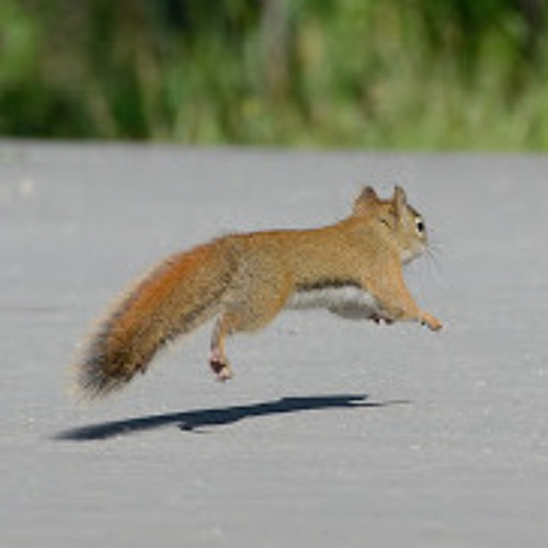 Floating Squirrel’s avatar