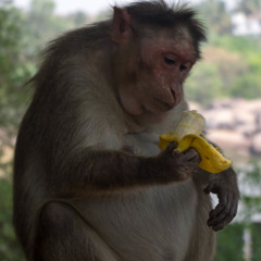 MonkeyOrBanana