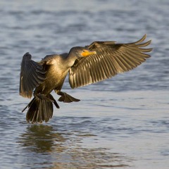 Cormorant Deathstrike