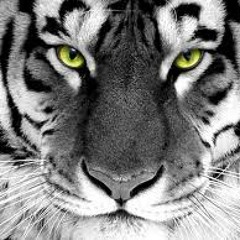 tiger eyes