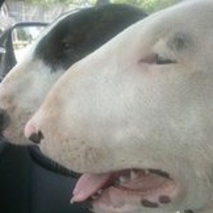 O'Keenans Bullys Kennel