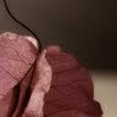 قصائد فصيحة