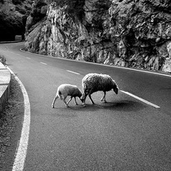 Moses had a Lamb