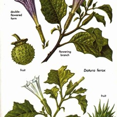 VolatileOrganicCompounds