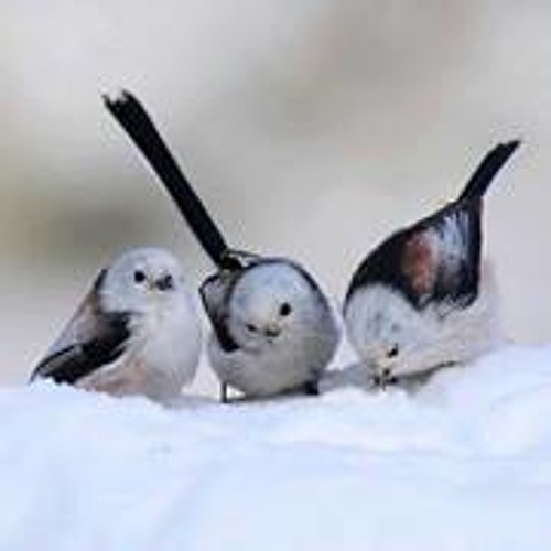 شو بحبا انا _ ربيع الأسمر |2015