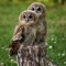 Brown Owls