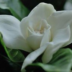 White gardenia.