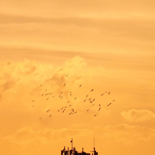 تفداك عيني.. هارموني