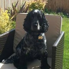 Clare Blennerhassett