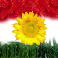 kurdishpop