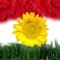 kurdishpop