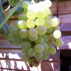 raras tocatas pencas