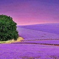 Mohammad Amin Bahmani