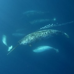 Procrastinator Narwhal