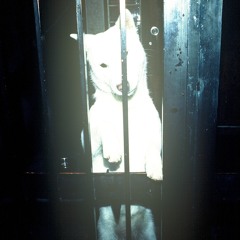 hachibip