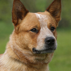 (∪･ω･∪))))¬q‘