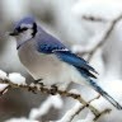 سليمان العتيبي من الحاقة