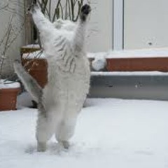 Deborah Maia Ferreira