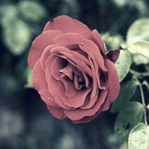 اتحرى العيـد*