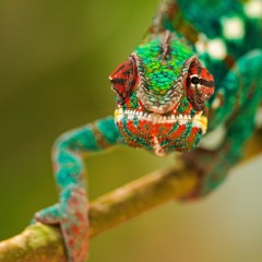 Stephan Schrankenwärter