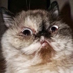 D.C. the Derpy Cat