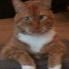 Maarten Van Genechten