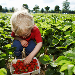 DeHeldVomErdbeerfeld