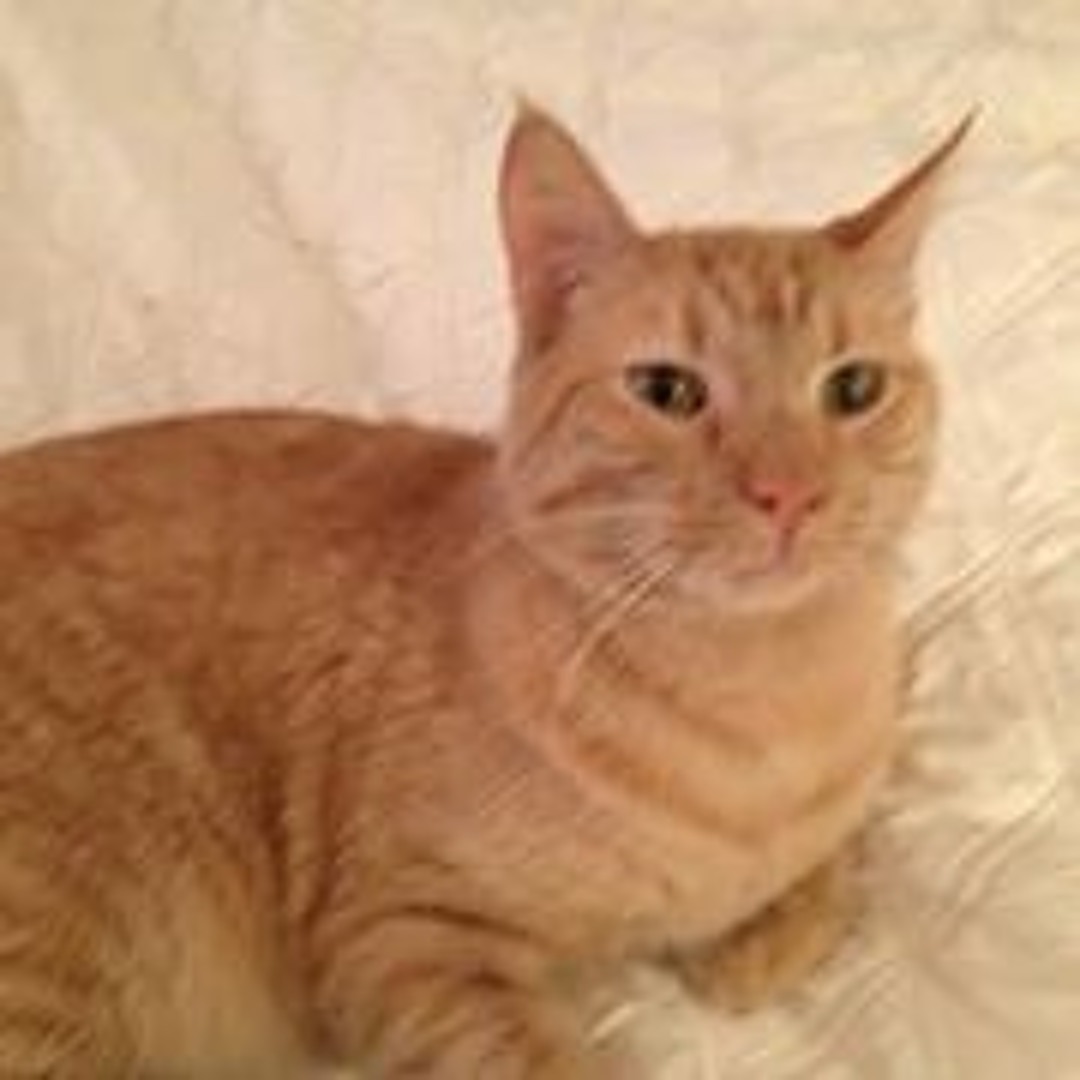 Stream Liam Heeger music | Listen to songs, albums, playlists for free on  SoundCloud