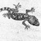 Der Gecko