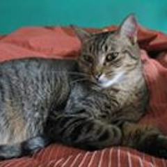 Veronica Krapovickas