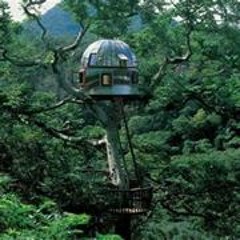 Tree House 2