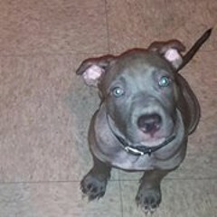 Trixy Raindrop
