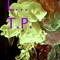 L...T. P.