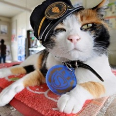 Kaptajn Kat