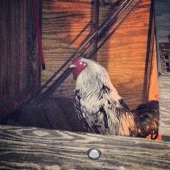 Back Porch Acid Jazz