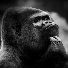 Gorilla_Bleach