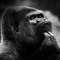 Gorilla_Bleach