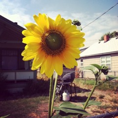 Cara Gottfried-Irish