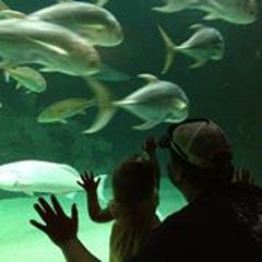 artitumis